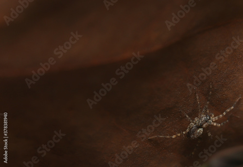 spider on leaflet photo