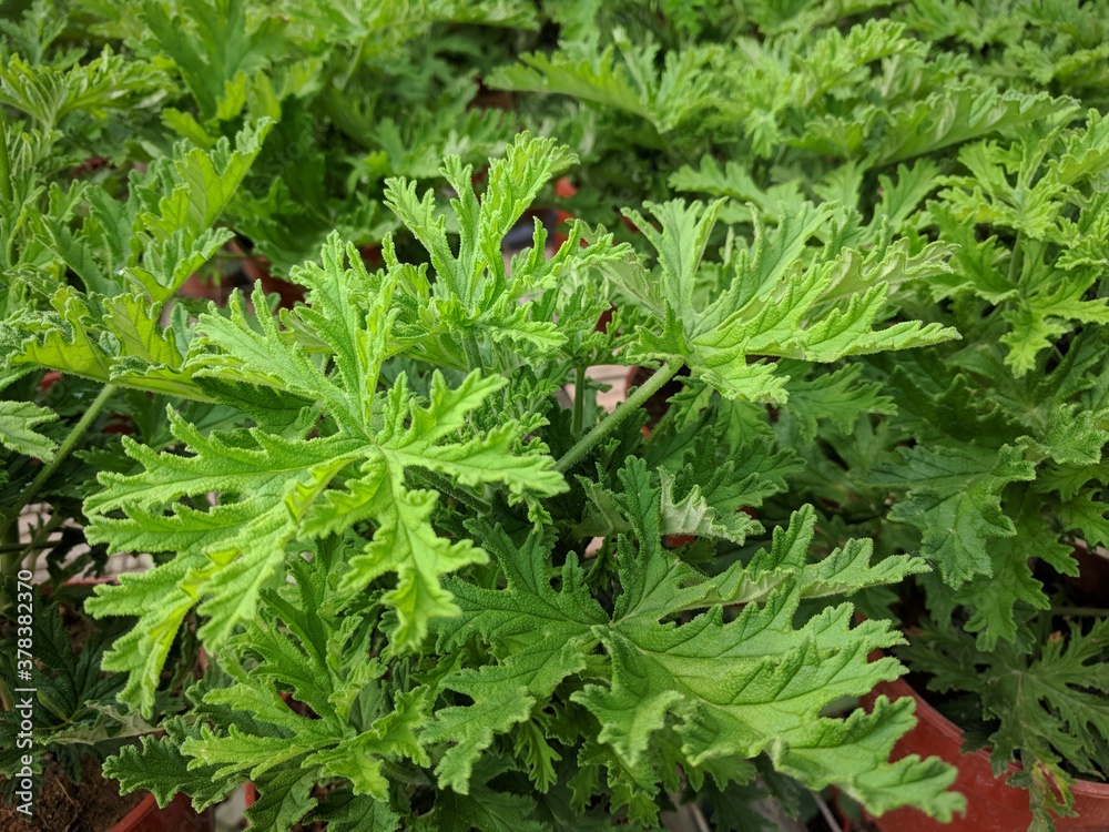 Close up of potted mosquito plant (Pelargonium citrosum) Close up of potted mosquito plant (Pelargonium citrosum)