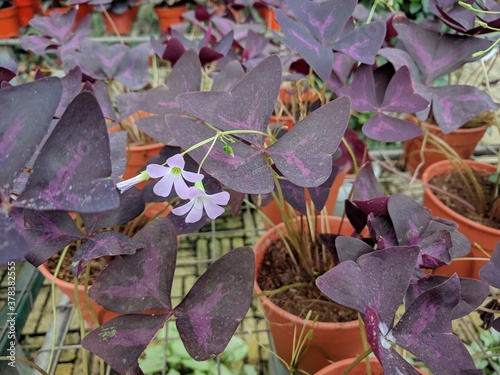 Close up on white flowers and purple triangular leaves of False Shamrock Plant (Oxalis triangularis) photo