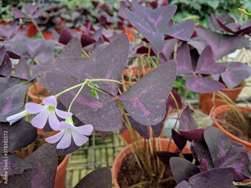 Close up on white flowers and purple triangular leaves of False Shamrock Plant (Oxalis triangularis) photo