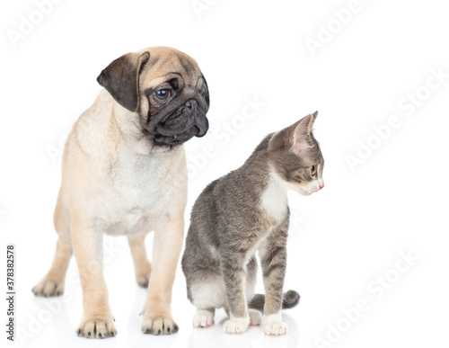 Pug puppy and cat sit together and look away on empty space. isolated on white background