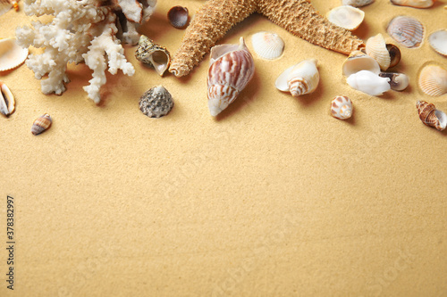 Different beautiful sea shells on sand. Space for text © New Africa