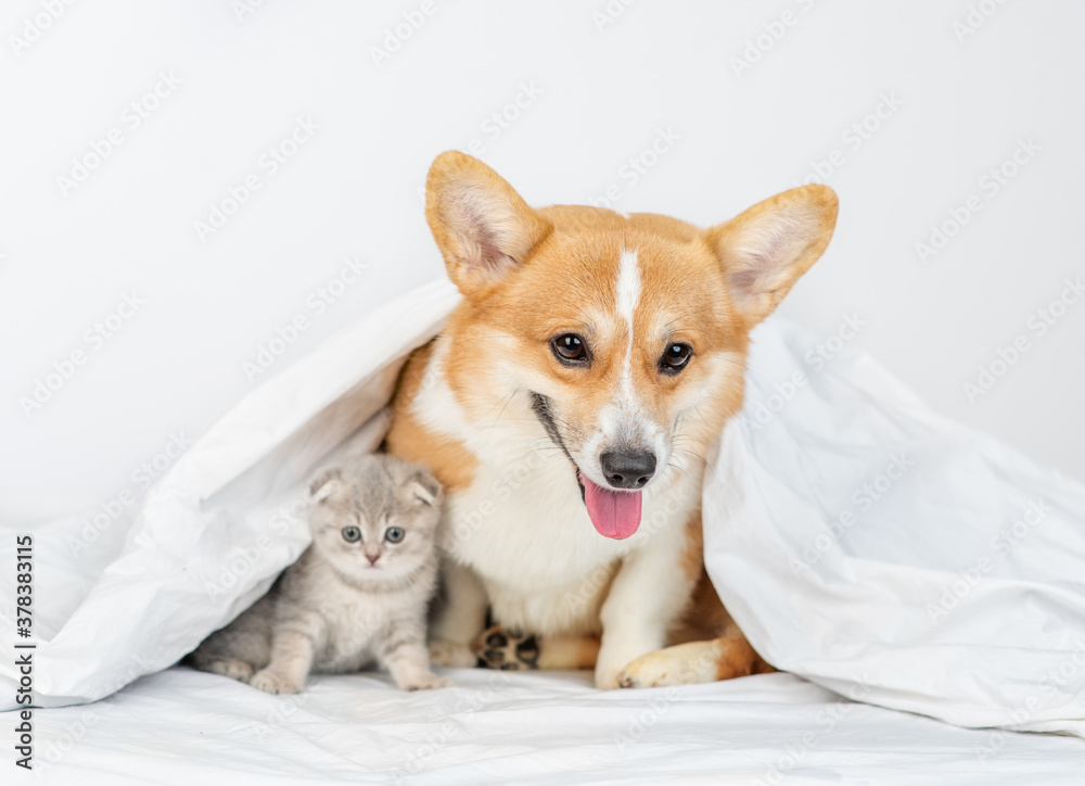 Pembroke welsh corgi dog and gray kitten sit together under warm blanket on a bed at home