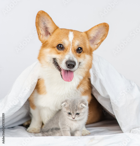 Happy Pembroke welsh corgi dog hugs tiny kitten under warm blanket on a bed at home © Ermolaev Alexandr