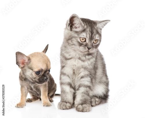Tabby kitten and chihuahua puppy looking down and away. Isolated on white background