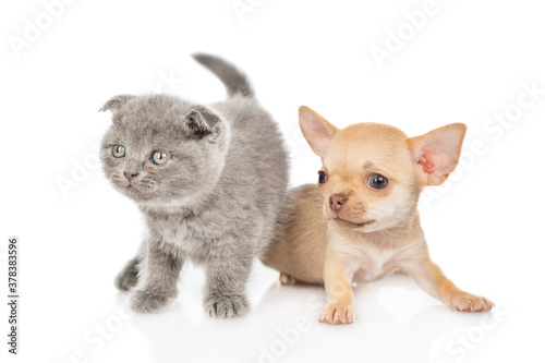 Kitten and chihuahua puppy sitting together. Isolated on white background © Ermolaev Alexandr
