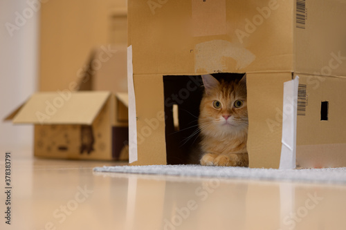 ダンボール箱で遊ぶ猫（マンチカン）