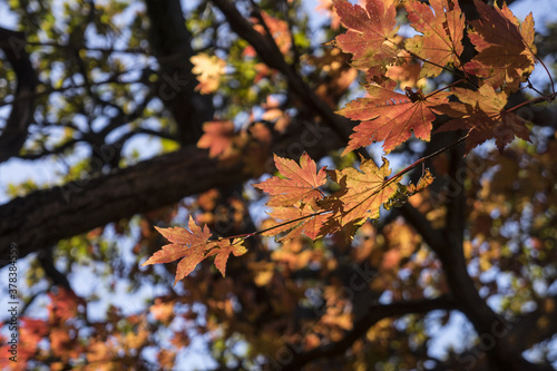 아름다운 가을 단풍 © 21pro