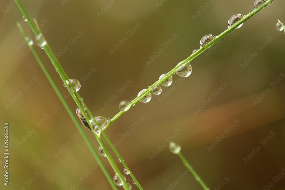 Gotas de rocío sobre la hierba Gotas de rocío sobre la hierba