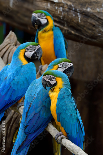 family of blue and gold macaw together perching on timber roosting in zoo aviary © prin79