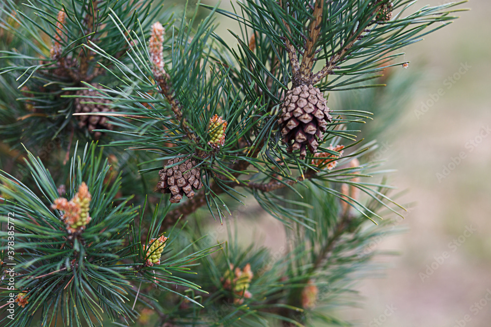 Green branches of spruce with needles and cones close-up. Natural background for Christmas and new year. Space for text