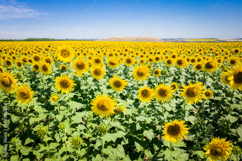 Obraz premium Sunflowers in a sunflower field. Natural background