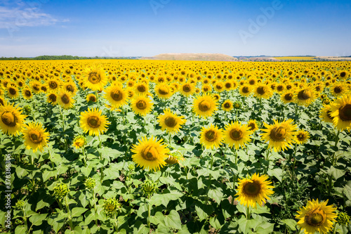 Sunflowers in a sunflower field. Natural background