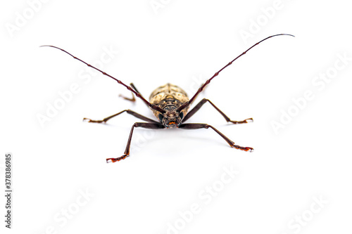Barbel beetle with a long mustache on a white background