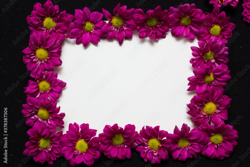 purple daisies and white card with a place for a congratulatory text on a black background purple daisies and white card with a place for a congratulatory text on a black background
