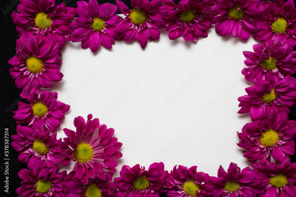 purple daisies and white card with a place for a congratulatory text on a black background purple daisies and white card with a place for a congratulatory text on a black background