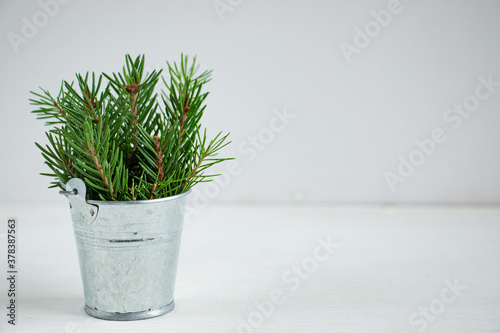A bouquet of green spruce branches in an iron bucket on a white background. Copy space for text. Christmas concept.
