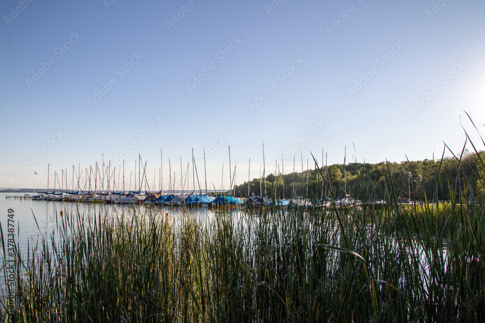 Bootssteg hinter Schilf