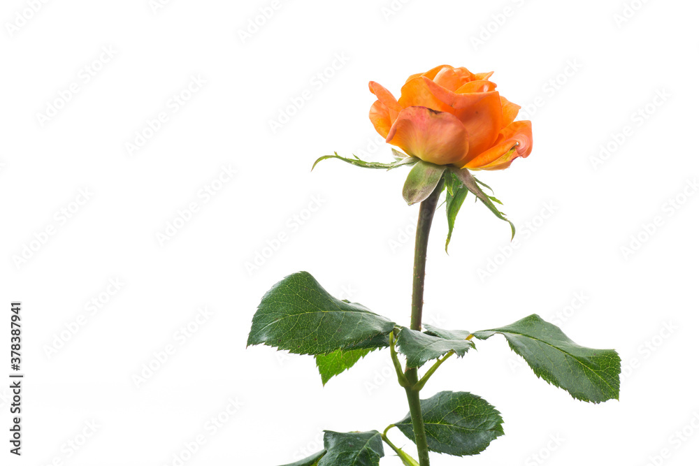 bright orange rose with green leaves, on a white background bright orange rose with green leaves, on a white background