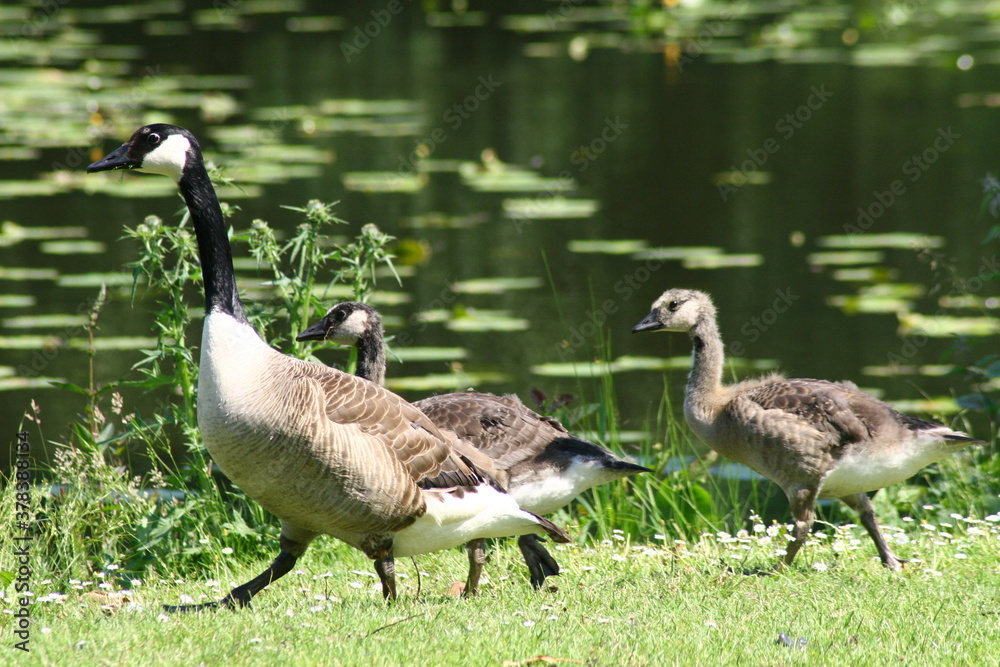Ente am See Ente am See
