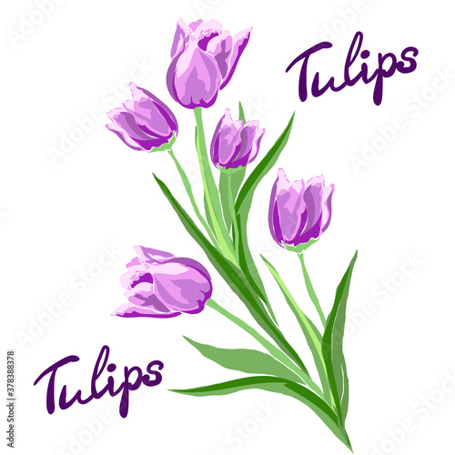 Bouquet of purple tulips