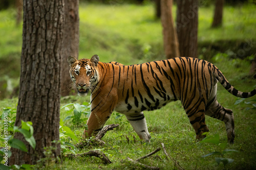 Closeup of a Tiger in lush green forest of Kabini Tiger Reserve  India