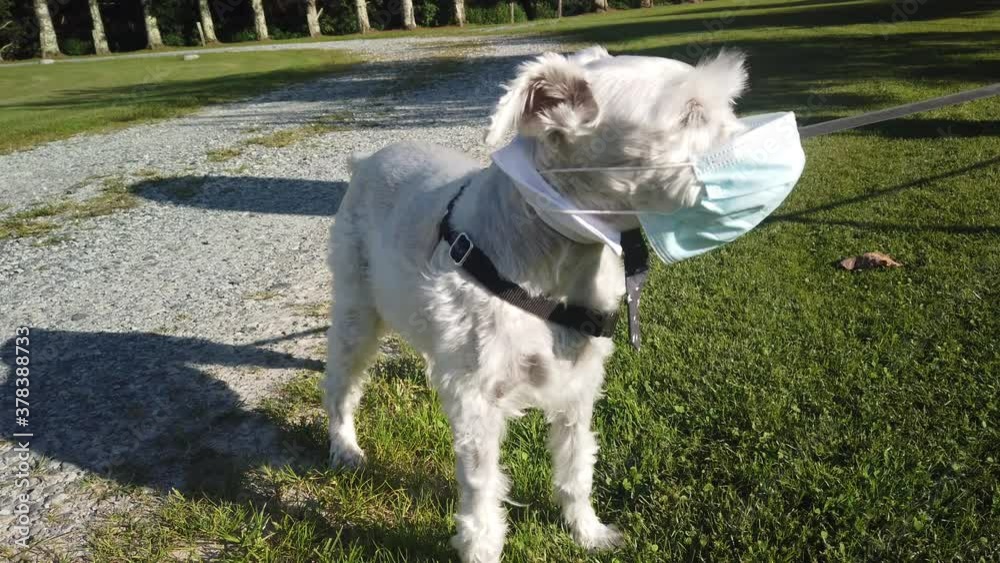 Silver schnauzer wears a mask while going for a walk in the park on a leash Silver schnauzer wears a mask while going for a walk in the park on a leash