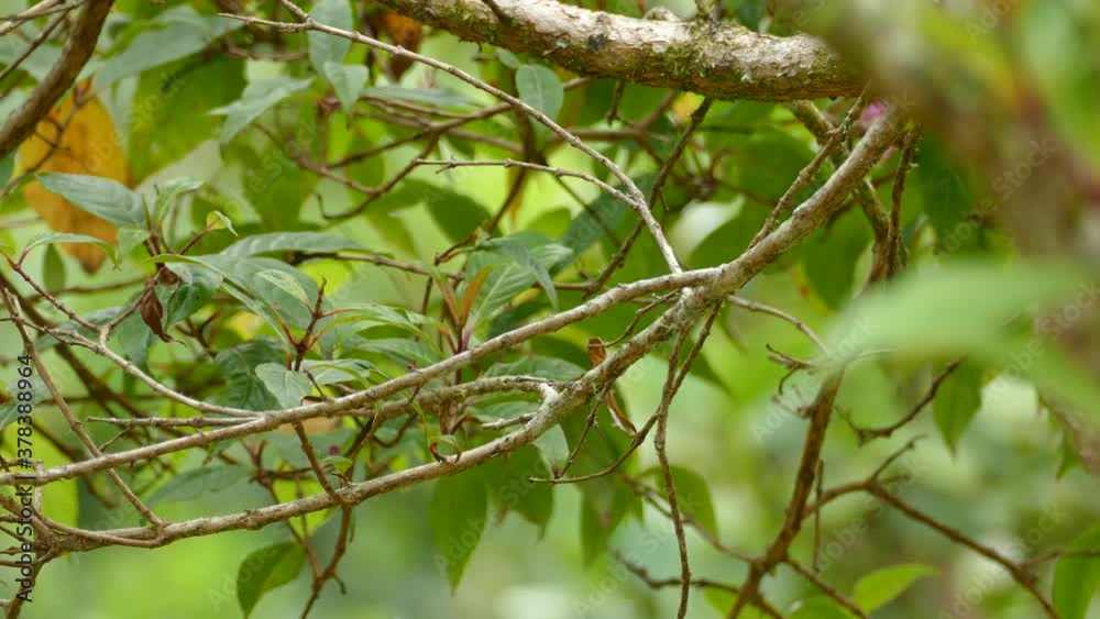 Tropical bird sitting on a branch in a rainforest and flying off. Green Thorntail bird sitting on a branch in Costa Rica forest. Tropical bird sitting on a branch in a rainforest and flying off. Green Thorntail bird sitting on a branch in Costa Rica forest.