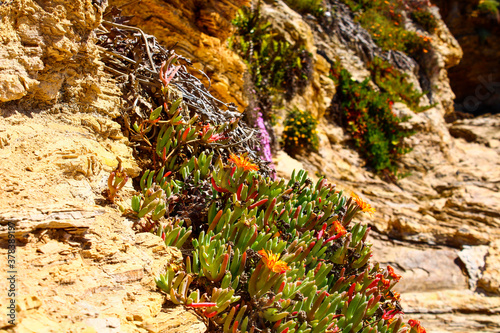 a rocky hillside at the beach covered with lush green plants and colorful flowers at Little Corona Beach in Newport Beach California