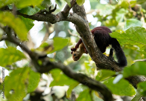 Malabar giant squirrel  looking down from a tree at Kabini Forest Reserve, India © Dr Ajay Kumar Singh