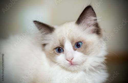 two month old Ragdoll kitten at home