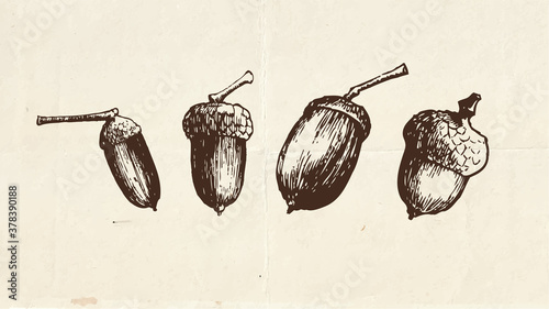 Nuts and seeds drawing, acorns vintage illustration