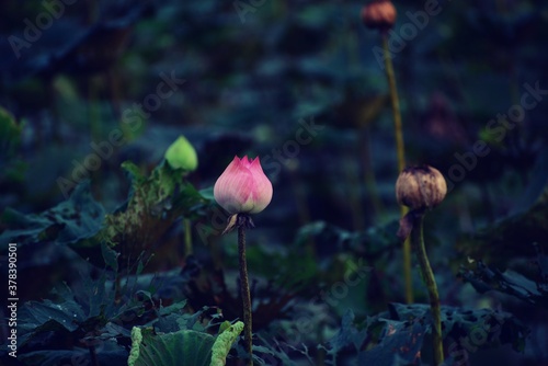 Beautiful Lotus flower and lotus leaves in pond
