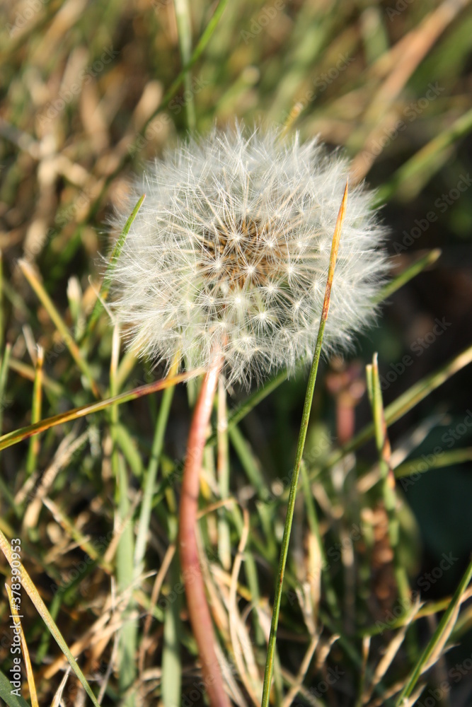 Fototapeta premium dandelion head