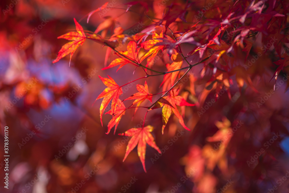 colorful of tree in autumn season colorful of tree in autumn season