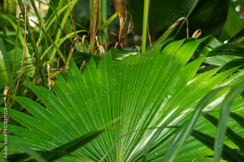 Green natural palm tree in the rainforest 