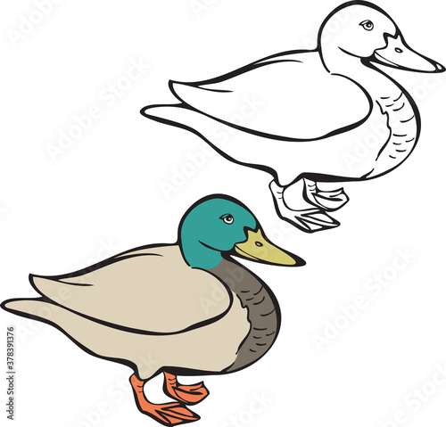 Vector illustration of duck, realistic image and silhouette. Duck bird isolated vector.