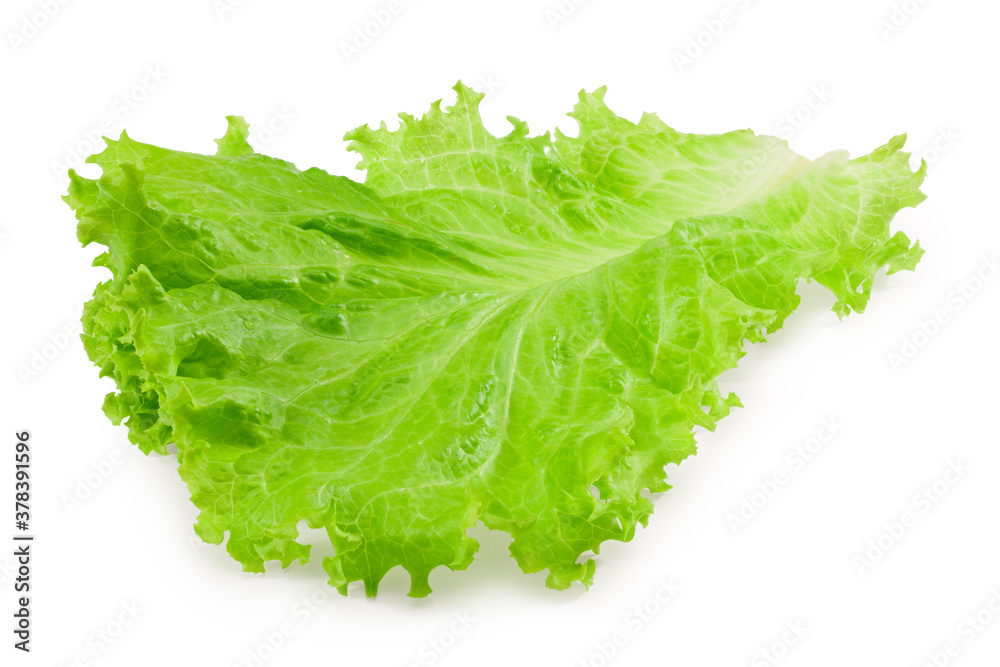 one lettuce leaf isolated on a white background one lettuce leaf isolated on a white background