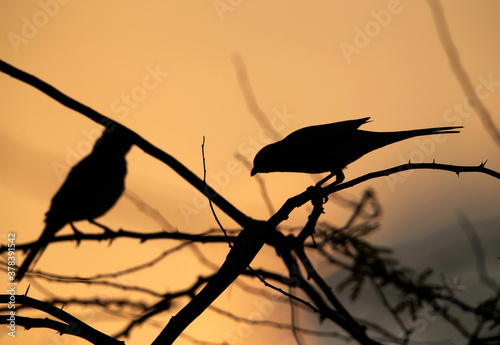 Silhouette of a pair of Grey Hypocolius, Bahrain
