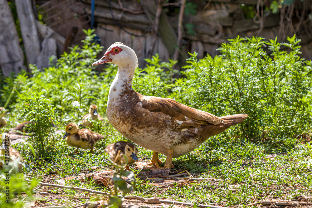 Musk duck close-up. Portrait of a poultry in a rural yard on a sunny day. Chickens and other domestic animals on the background. Musk duck close-up. Portrait of a poultry in a rural yard on a sunny day. Chickens and other domestic animals on the background.