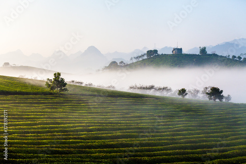 Mocchau highland, Vietnam: Moc Chau tea hill, Moc Chau village . Tea is a traditional drink in Asia