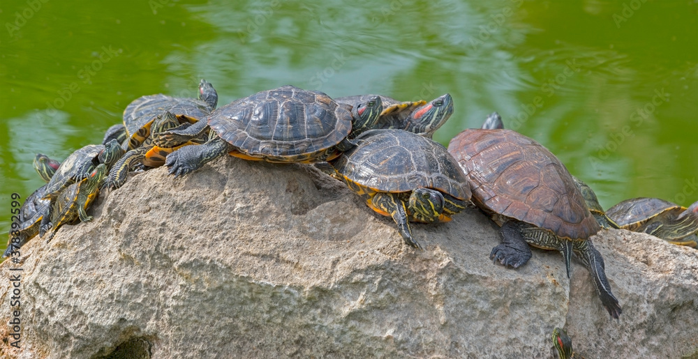 Obraz premium red-eared turtles basking in the sun