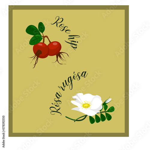 set of botanical images. red rose hips with green foliage and white Rósa rugósa flower, bud and foliage