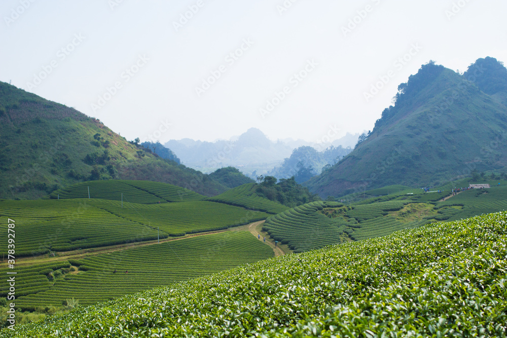 Obraz premium Mocchau highland, Vietnam: Moc Chau tea hill, Moc Chau village . Tea is a traditional drink in Asia