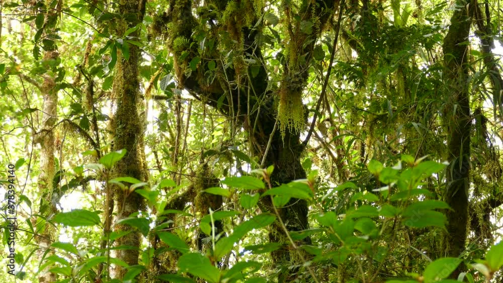 Small bird searching for food in the jungle of Costa Rica. Small bird jumping from branch to branch in a tropical rain forest. Small bird searching for food in the jungle of Costa Rica. Small bird jumping from branch to branch in a tropical rain forest.