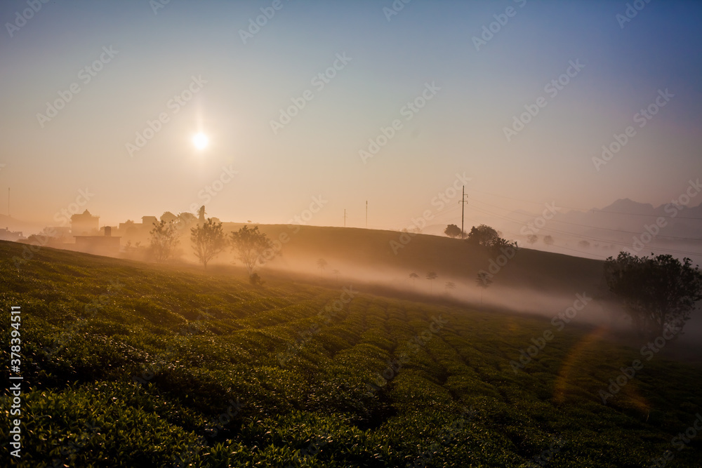 Mocchau highland, Vietnam: Moc Chau tea hill, Moc Chau village . Tea is a traditional drink in Asia Mocchau highland, Vietnam: Moc Chau tea hill, Moc Chau village . Tea is a traditional drink in Asia