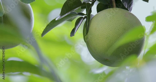 On the grapefruit tree, the grapefruit is fruity and full