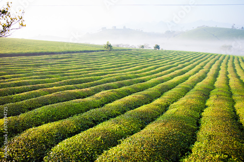 Mocchau highland, Vietnam: Moc Chau tea hill, Moc Chau village . Tea is a traditional drink in Asia