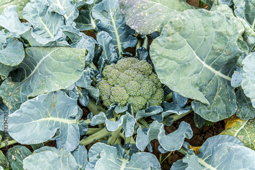 Brussels sprouts plant (Brassica oleracea) at cultivation field