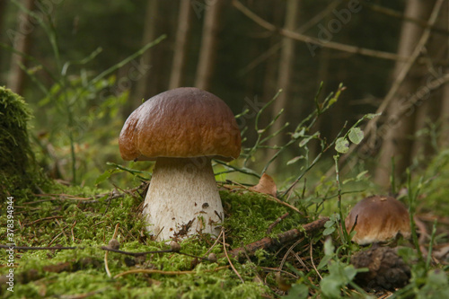 Boletus edulis mushroom growing in the forest in natural environment. Edible mushroom growing in the moss.